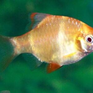 Tiger Barb