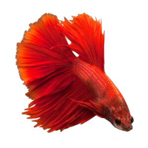 Striped Dwarf Catsfish