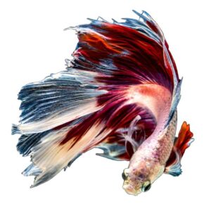 Badis assamensis