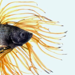 Silver arowana