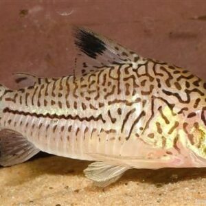 Leopard Cory L