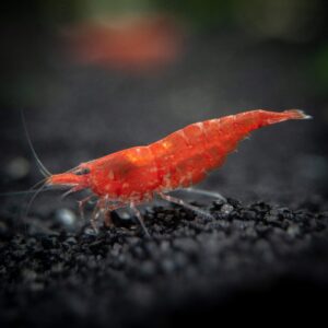 Red Fire Shrimp