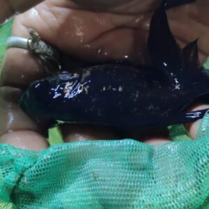 Black-Gold_Fish