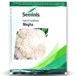 MEGHA CAULIFLOWER SEEDS