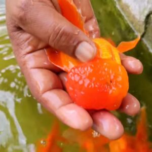 Oranda_Goldfish