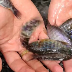 Blue Cichlids