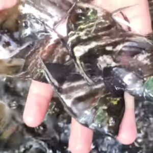 Black Angel Fish