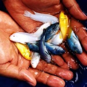 Mix Cichlids