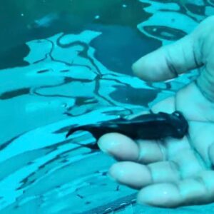 Black-Gold_Fish