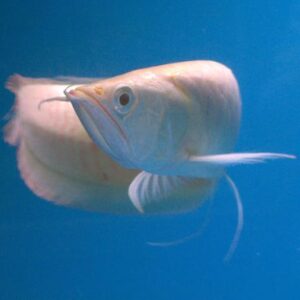 Silver Arowana 4/6/8/10