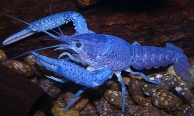 c314309441d169ff2933c3de91a28edc-freshwater-lobster-freshwater-aquarium.jpg