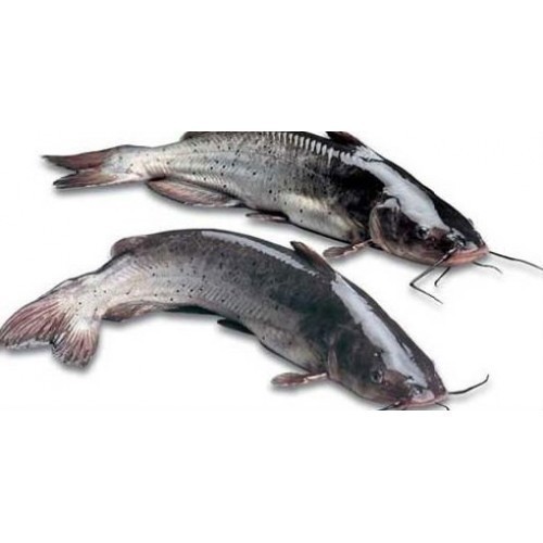 cat-fish-500x500-1.jpg