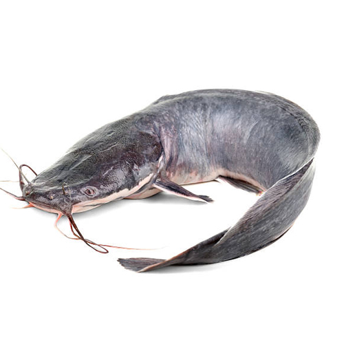 catfish.jpg