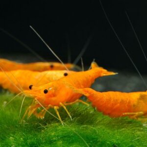 Orange Shrimp