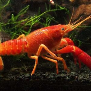 Orange Lobster