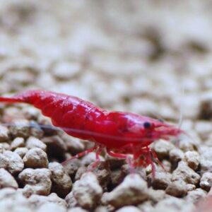Red Fire Shrimp