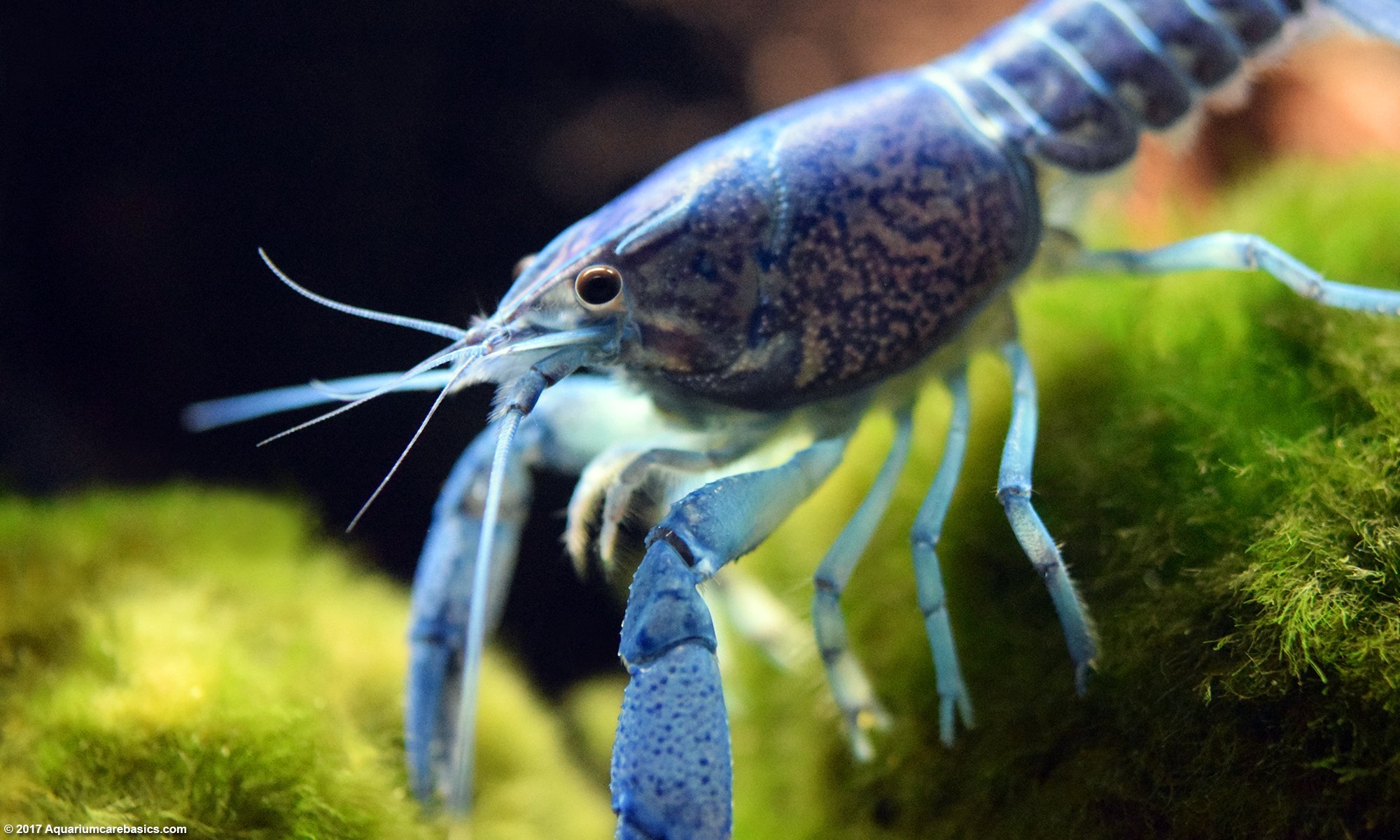 hammers-cobalt-blue-lobster-marimo-moss-balls.jpg