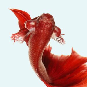 Silver Algae Eater