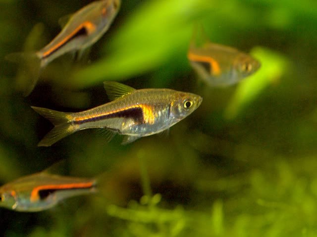 p_346-645-Hengeli-Rasbora-3cm.jpg