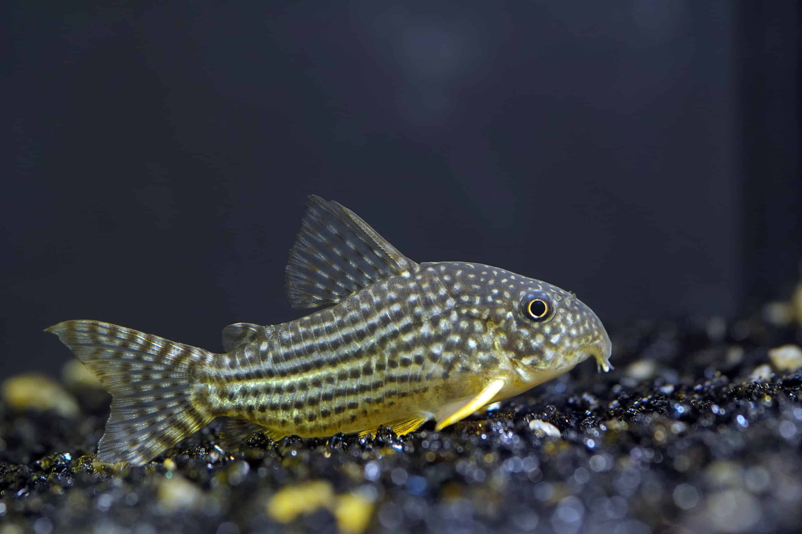 sterbas-corydoras-catfish-scaled-1.jpg